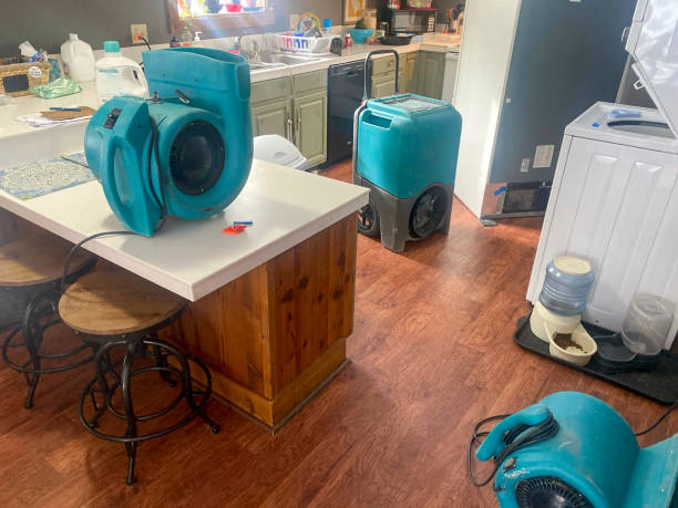 Best Mold removal after water damage  in Arnold, MO